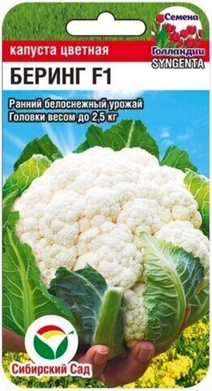 

капуста цветная беринг f1 семена, капуста цветная беринг f1 семена купить