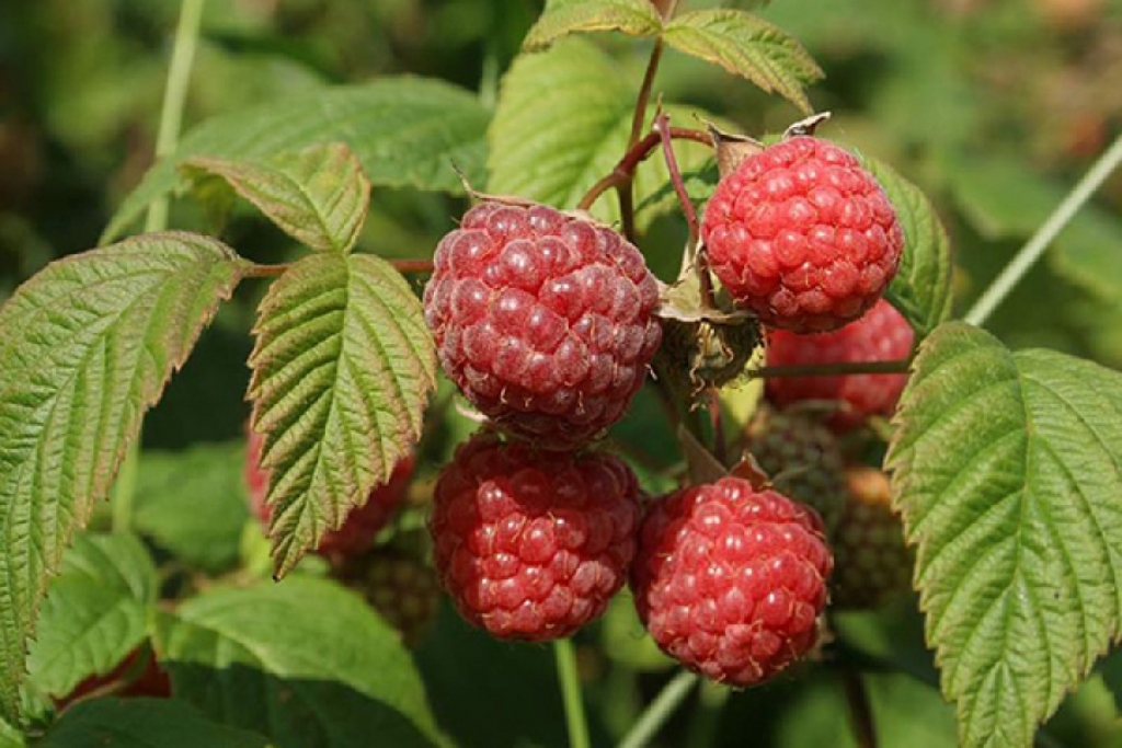 Сорта малины для ленинградской области. Малина обыкновенная (Rubus idaeus). Малина обыкновенная Rúbus idáeus. Малина обыкновенная Пересвет. Малина сорт Мишутка.