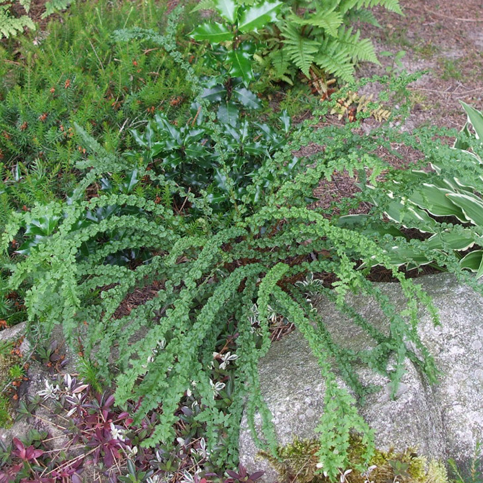 Кочедыжник фризелли. Athyrium filix femina frizelliae. Папоротник криспа кристата. Athyrium filix femina frizelliae. Папоротник фризелли.