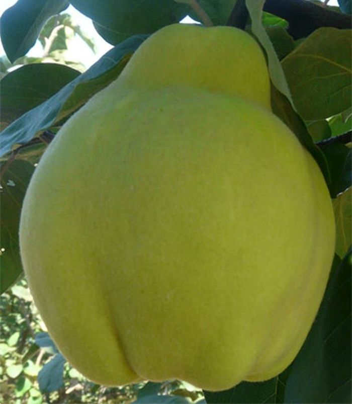 

Саженцы Айва Софья