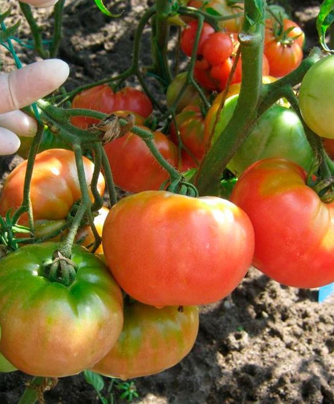 

томат русская душа семена, томат русская душа семена купить