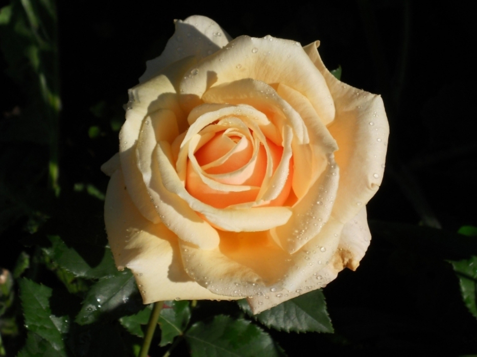 Роза Золото Валенсии