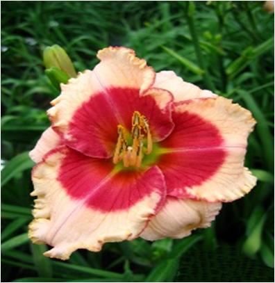 Hemerocallis Just like Candy