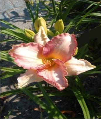 Hemerocallis Lonely Heart