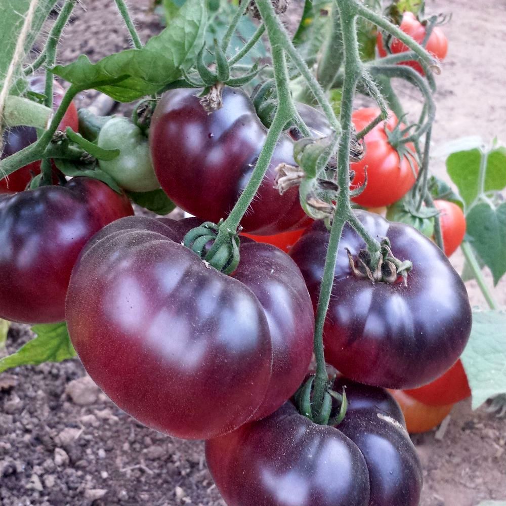 Томаты синие сорта фото Купить семена овощей SVI 200 Stück Tomatensamen neue Farbe 9 Gemüse Tomate Kirsc