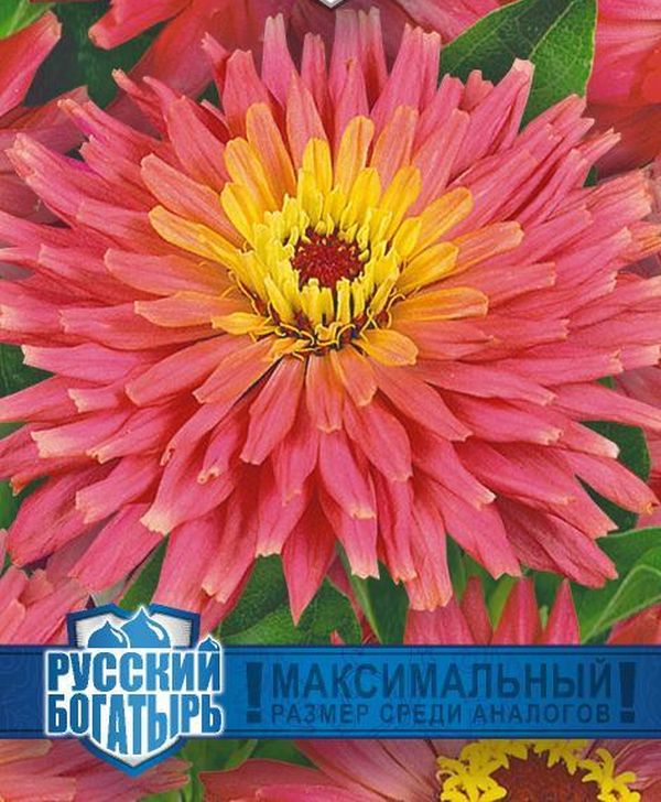 Цинния Мадам серия Русский богатырь