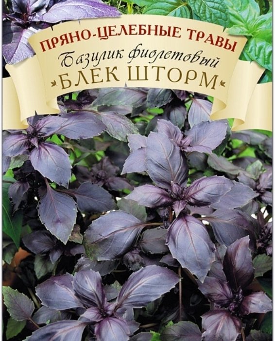 Базилик фиолетовый Блек Шторм