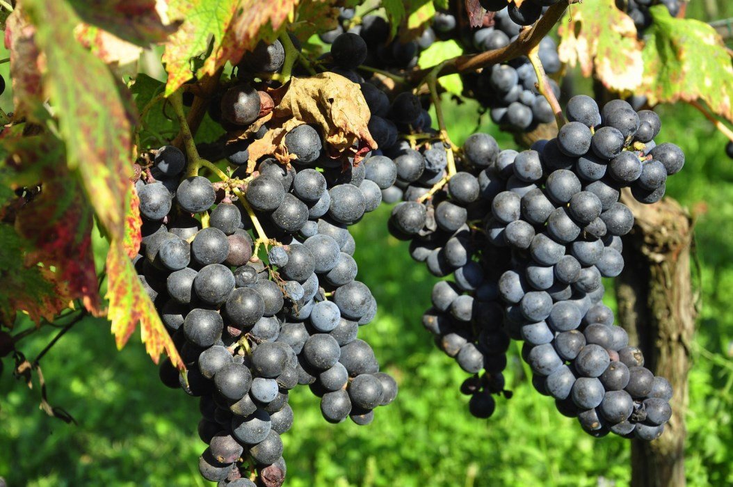 сорт винограда неро. сорт винограда неро. сорт винограда неро. сорт винограда неро. сорт винограда неро.