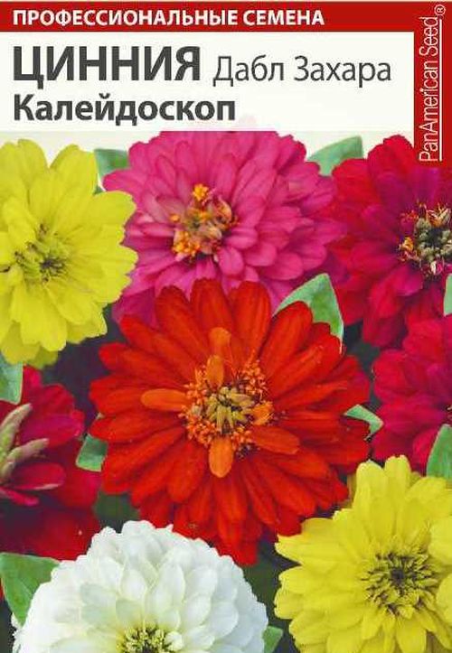 Цинния дабл захара Калейдоскоп