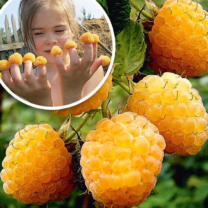 

Саженцы Малина Золотой гигант