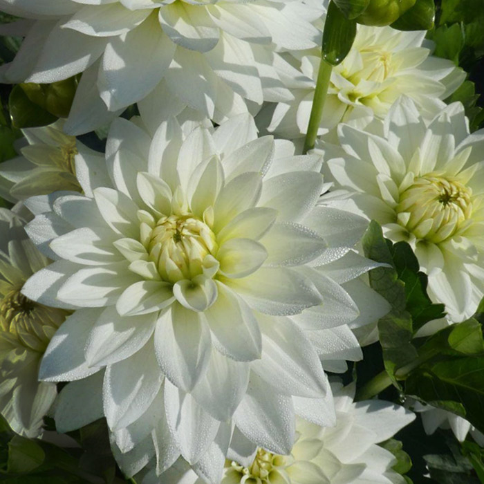 ГеоргинаКармаМартенЗваан