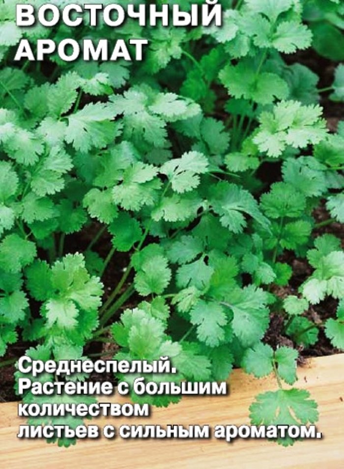 Кориандр (кинза) Восточный Аромат