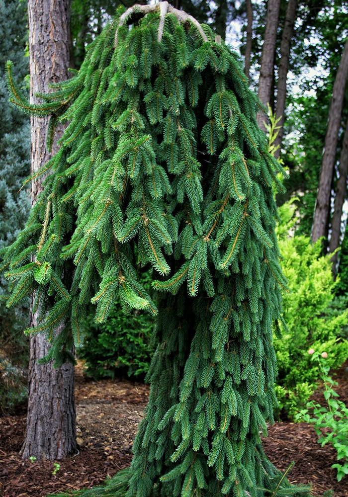 Ель обыкновенная Picea Abies inversa. Ель обыкновенная Фробург Picea Abies Frohburg. Ель плакучая Инверса. Ель обыкновенная "Фробург" ("Frohburg").