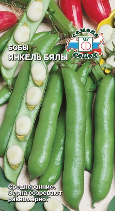 

бобы янкель бялы семена, бобы янкель бялы семена купить