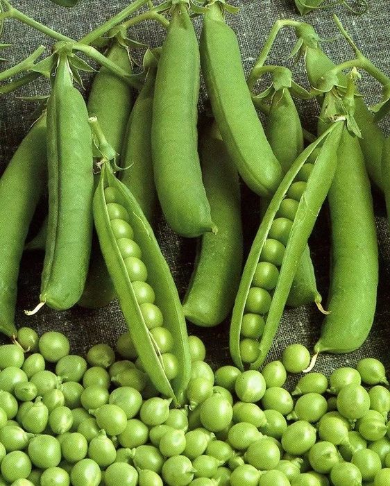 

горох беркут семена, горох беркут семена купить