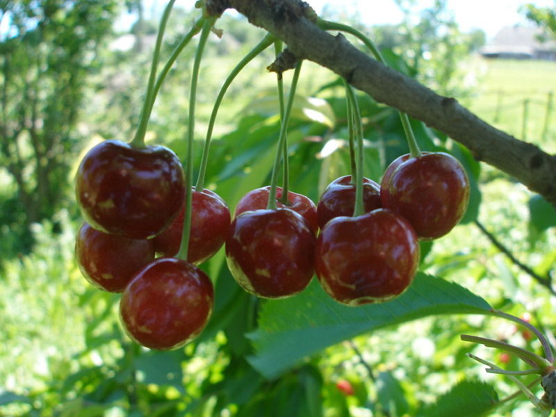 Вишня Брянская шпанка