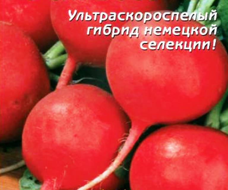 

редис f1 эспрессо семена, редис f1 эспрессо семена купить