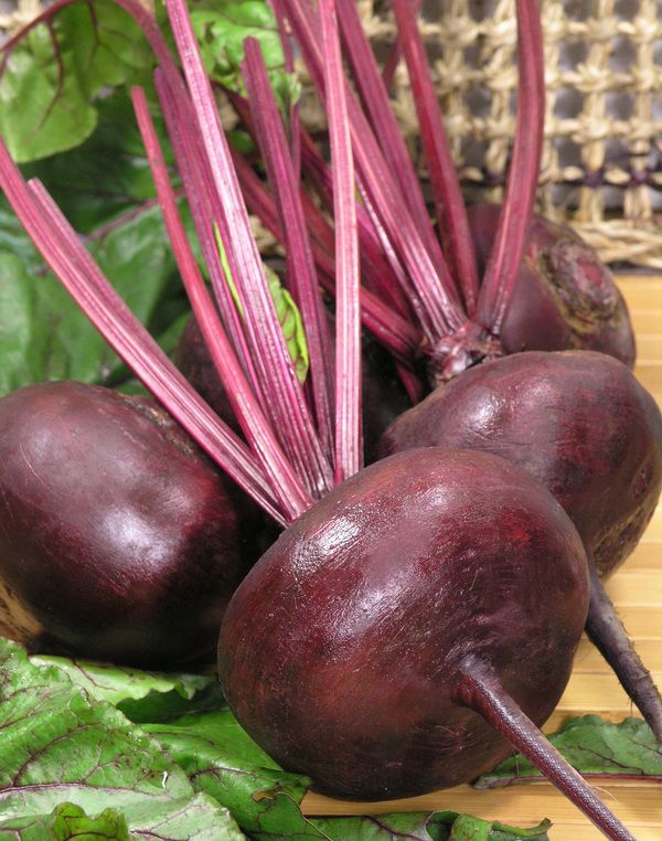 Свекла столовая кестрел f1. Крупные сорта свеклы. Семена свекла смуглянка. Свекла рубиновая королева. Крупные сорта свеклы.