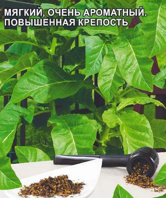 Купить Семена Табака Почтой Наложенным Платежом