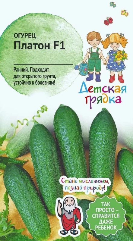 

огурец платон семена, огурец платон семена купить