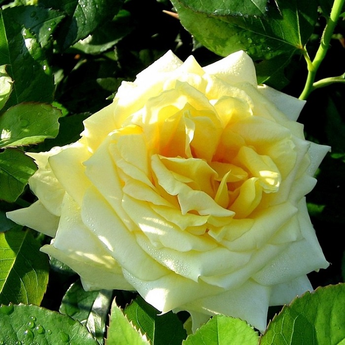 Роза Скайлайн