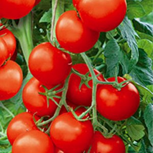 

томат полным-полно® семена, томат полным-полно® семена купить