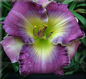 Hemerocallis Ledgewood's Isabella