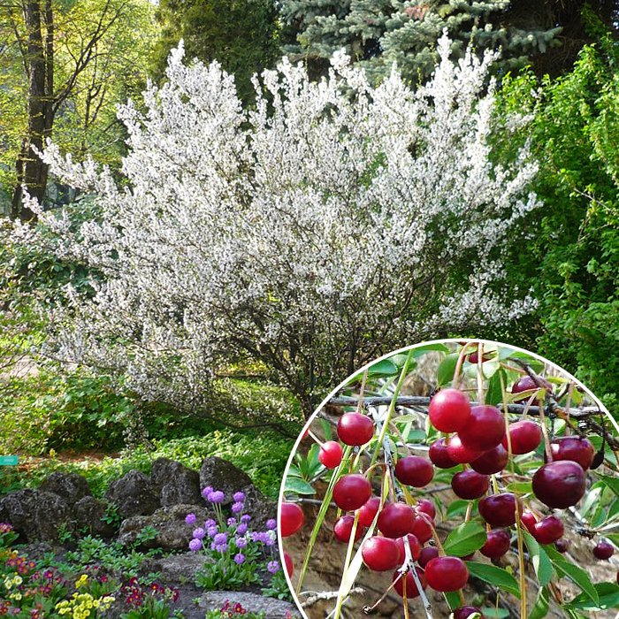 Вишня кустовая Искры™