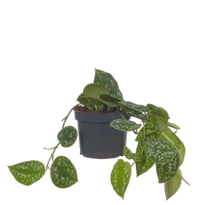 Сциндапсус годзилла. Сциндапсус дарк форм. Scindapsus treubii dark form. Сциндапсус treubii dark form. Сциндапсус дарк форм.