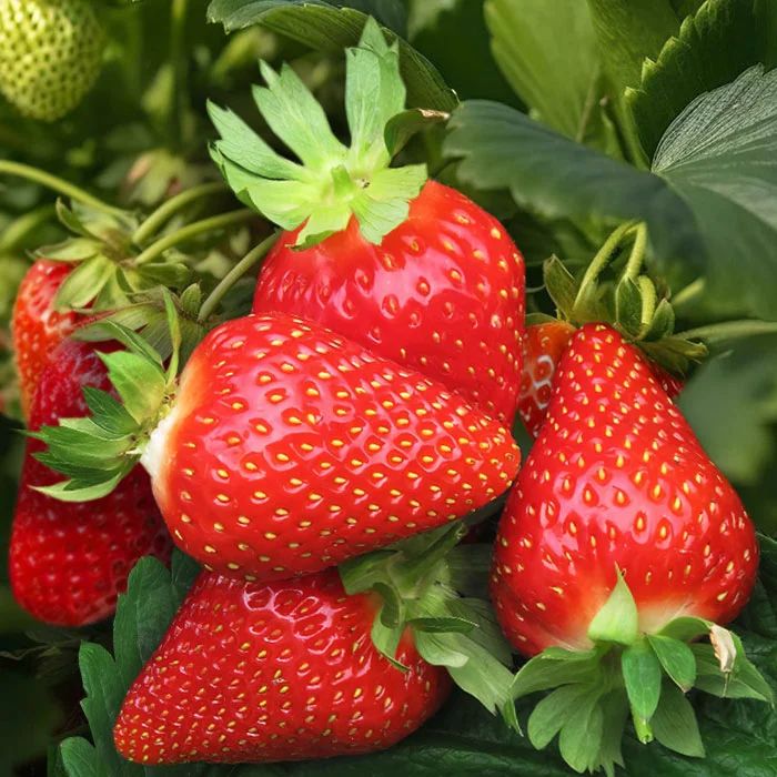 ЗемляникаМурано