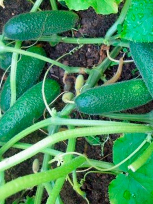 

огурец соленые уши семена, огурец соленые уши семена купить