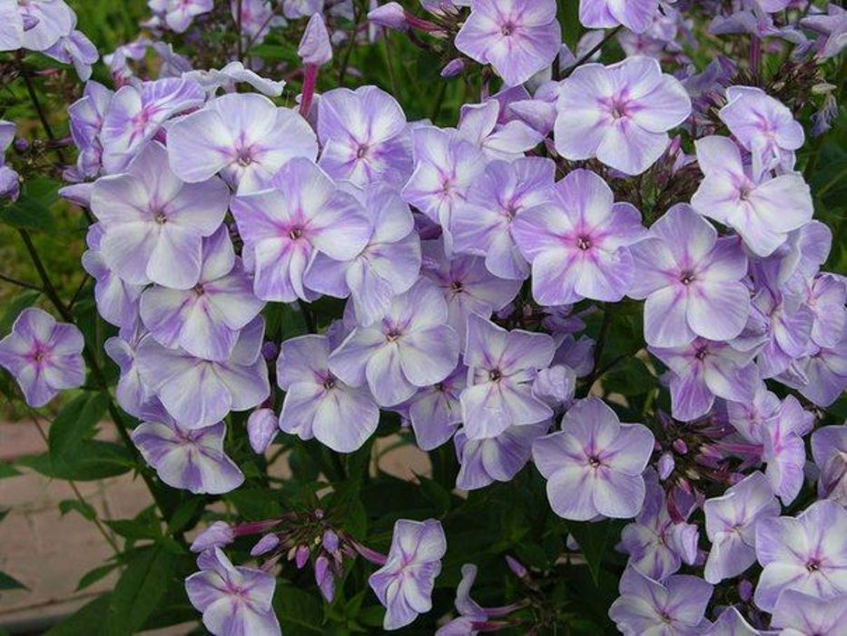 Флокс метельчатый Карусель