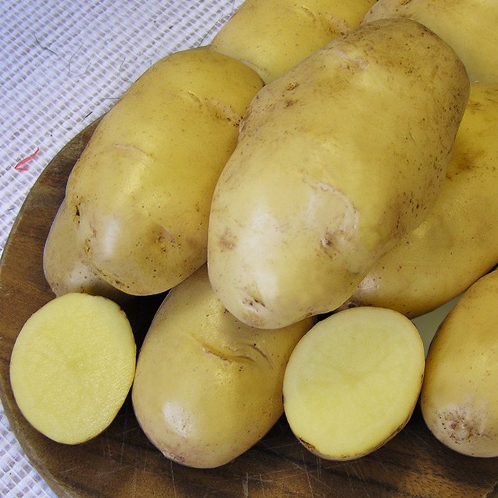 Картофель Богатырский