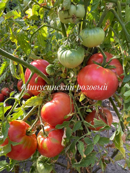 Томат Минусинский Розовый