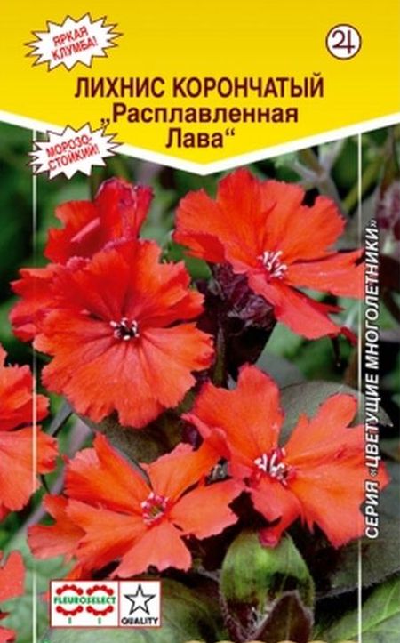 Лихнис корончатый Расплавленная Лава