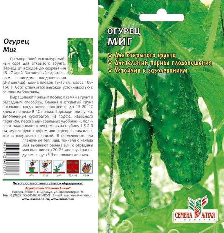 Сорта Огурцов Фото Открытый Грунт