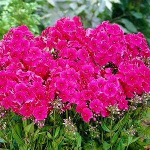 Флокс метельчатый Мисс Мэри