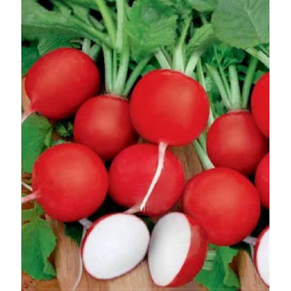 Редис глобус f1 (16 дней), 2г. Редис f1. Редис который не стрелкуется сорта. Редис красный круглый. Редиска которая не стрелкуется.