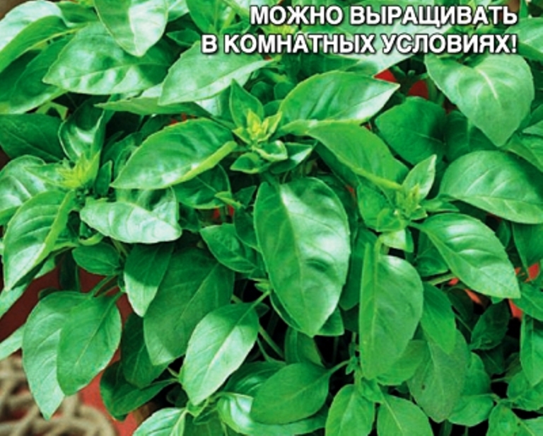 

базилик свежий бриз семена, базилик свежий бриз семена купить