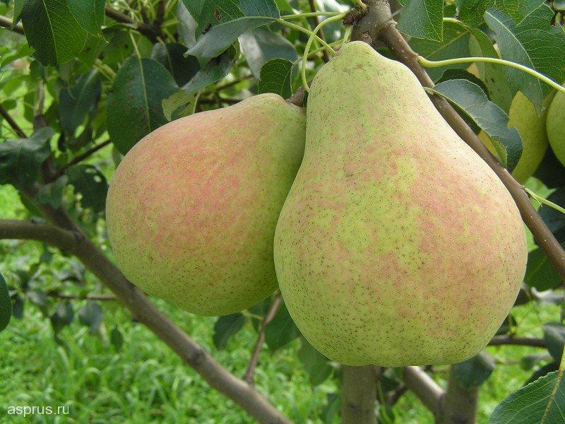 Груша Велеса (карлик)