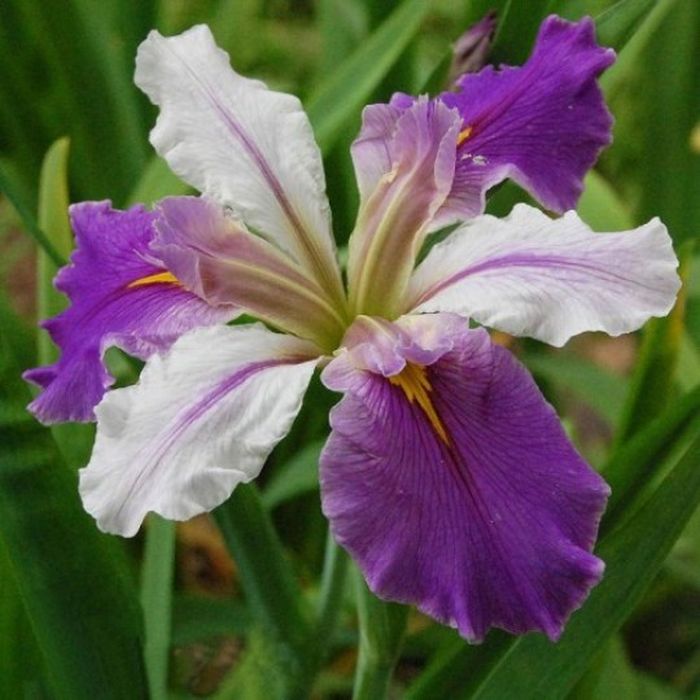 

Ирис Колорифик