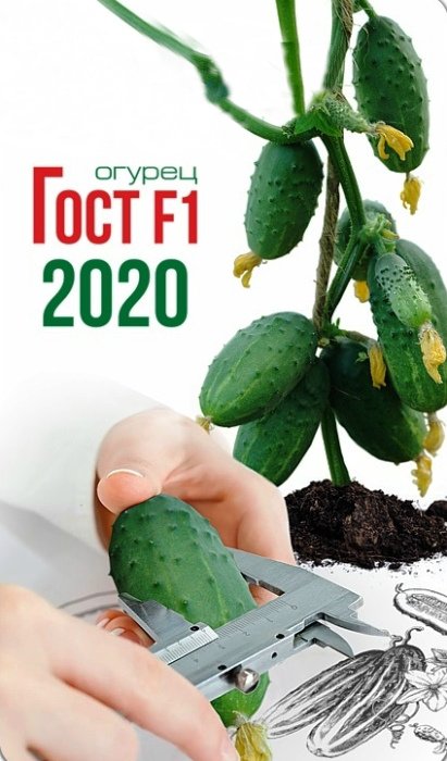 Огурец Гост F1 2020