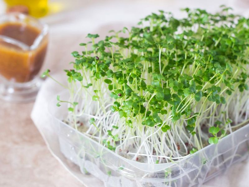 Rainbow Microgreens Salad Recipe Growing microgreens, Micro garden, Organic vege
