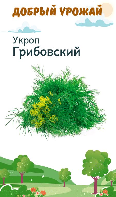Укроп Грибовский