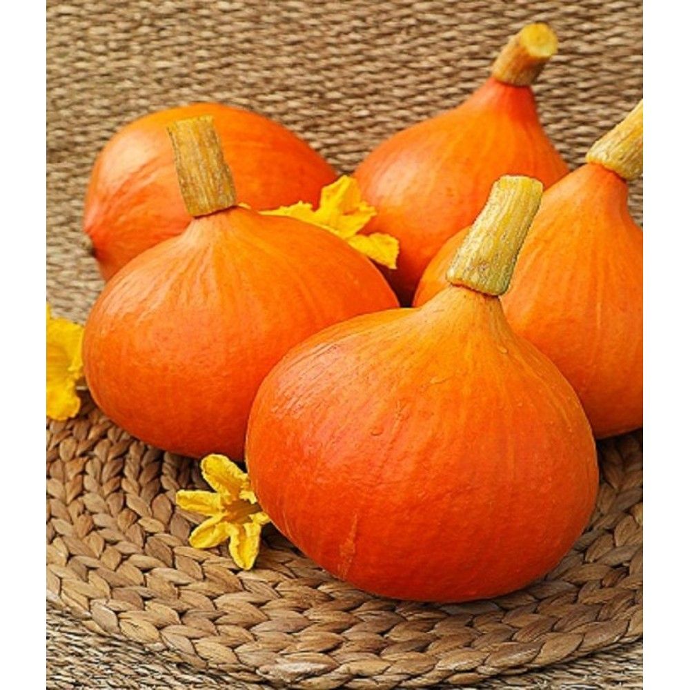 Японские сорта тыквы. Тыква японская принцесса. Тыква японская принцесса фото. Тыква японская принцесса. Тыква японская принцесса.