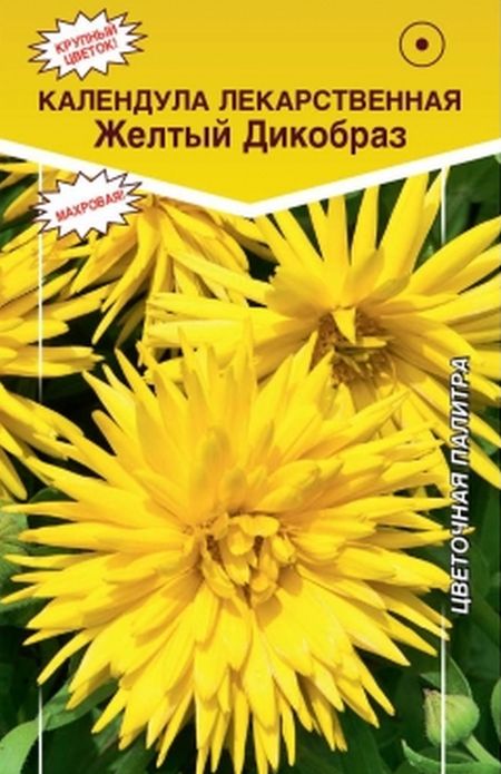 Календула лекарственная Желтый Дикобраз