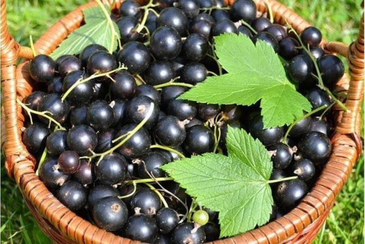 

Саженцы Смородина Мулатка
