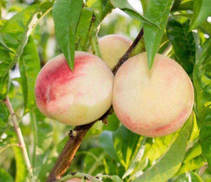 Персик белый лебедь. Персик лебедев. Персик сорт гринсборо. Белый персик сорт. Сорт персика белый лебедь.