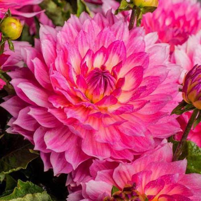 Купить Георгина Гэллери Беллини в Москве и РФ. Описание сорта. Пункты ...