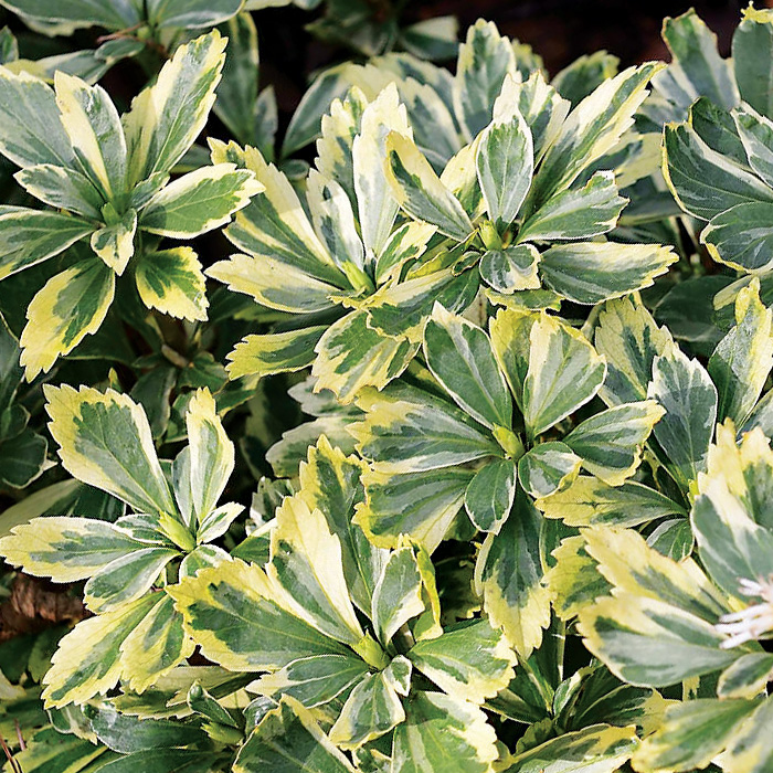 

Пахизандра верхушечная Вариегата